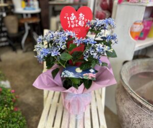アジサイ 月虹 ゲッコウ ブルー | フラワーショップ花みづき
